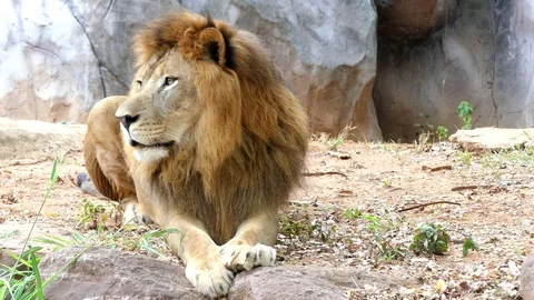 Cute lion in nature Stock Footage 88989264