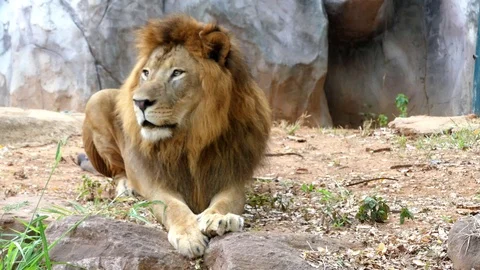 Cute lion in nature Stockbeeldmateriaal 88989266
