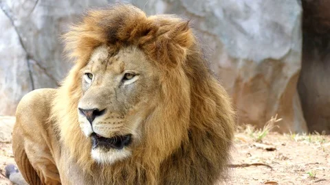 Cute lion in nature Stock Footage 88989863