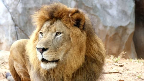 Cute lion in nature Stock Footage 88990106