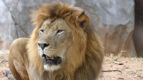 Cute lion in nature Stock Footage 88990319