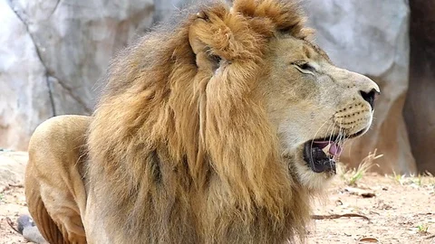 Cute lion in nature Stock Footage 88990361