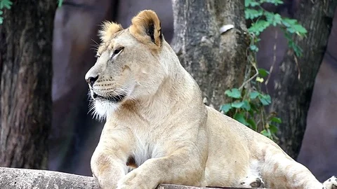 Cute lion in nature Stock Footage 89873178