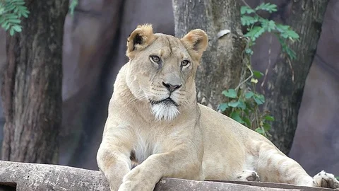 Cute lion in nature Stock Footage 89873300