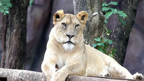 Cute lion in nature Stock Footage 89873365
