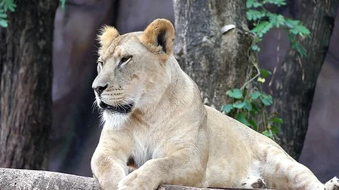 Cute lion in nature Stock Footage 89873472