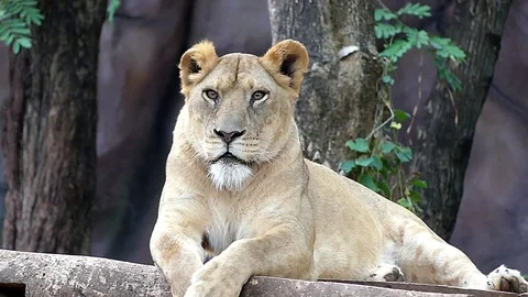 Cute lion in nature Stock Footage 89873705