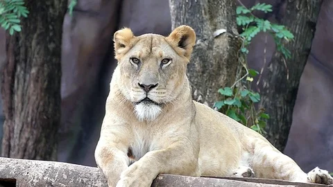 Cute lion in nature Stock Footage 89873736