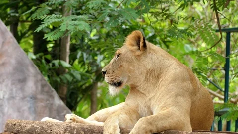 Cute lion in nature Stock Footage 89959508