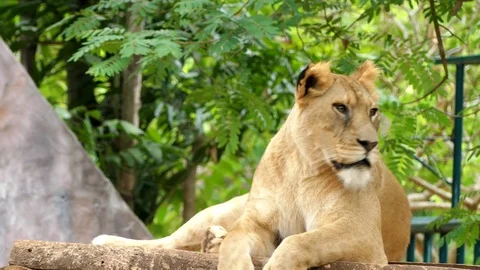 Cute lion in nature Stock Footage 89959575