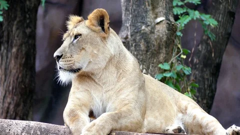 Cute lion in nature Stock Footage 89959577