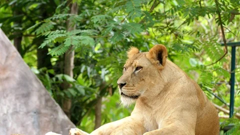 Cute lion in nature Stock Footage 89959673