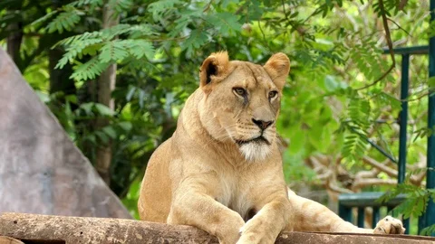 Cute lion in nature Stock Footage 89959736