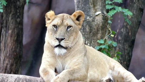 Cute lion in nature Stock Footage 89960362