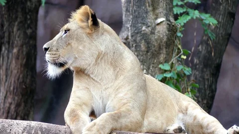 Cute lion in nature Stock Footage 89960492