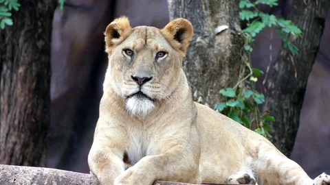 Cute lion in nature Stock Footage 89960570