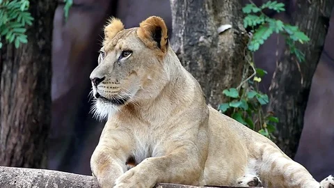 Cute lion in nature Stock Footage 89960603