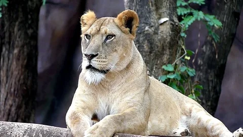 Cute lion in nature Stock Footage 89960610