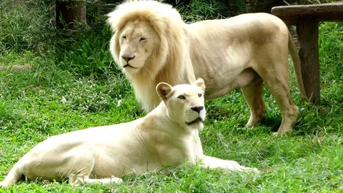 Cute lion in nature Stock Footage 90086093