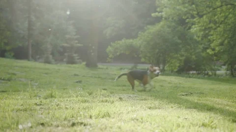 Cute little active beagle puppy running on the grass in the beautiful green park Stock Footage 111819686