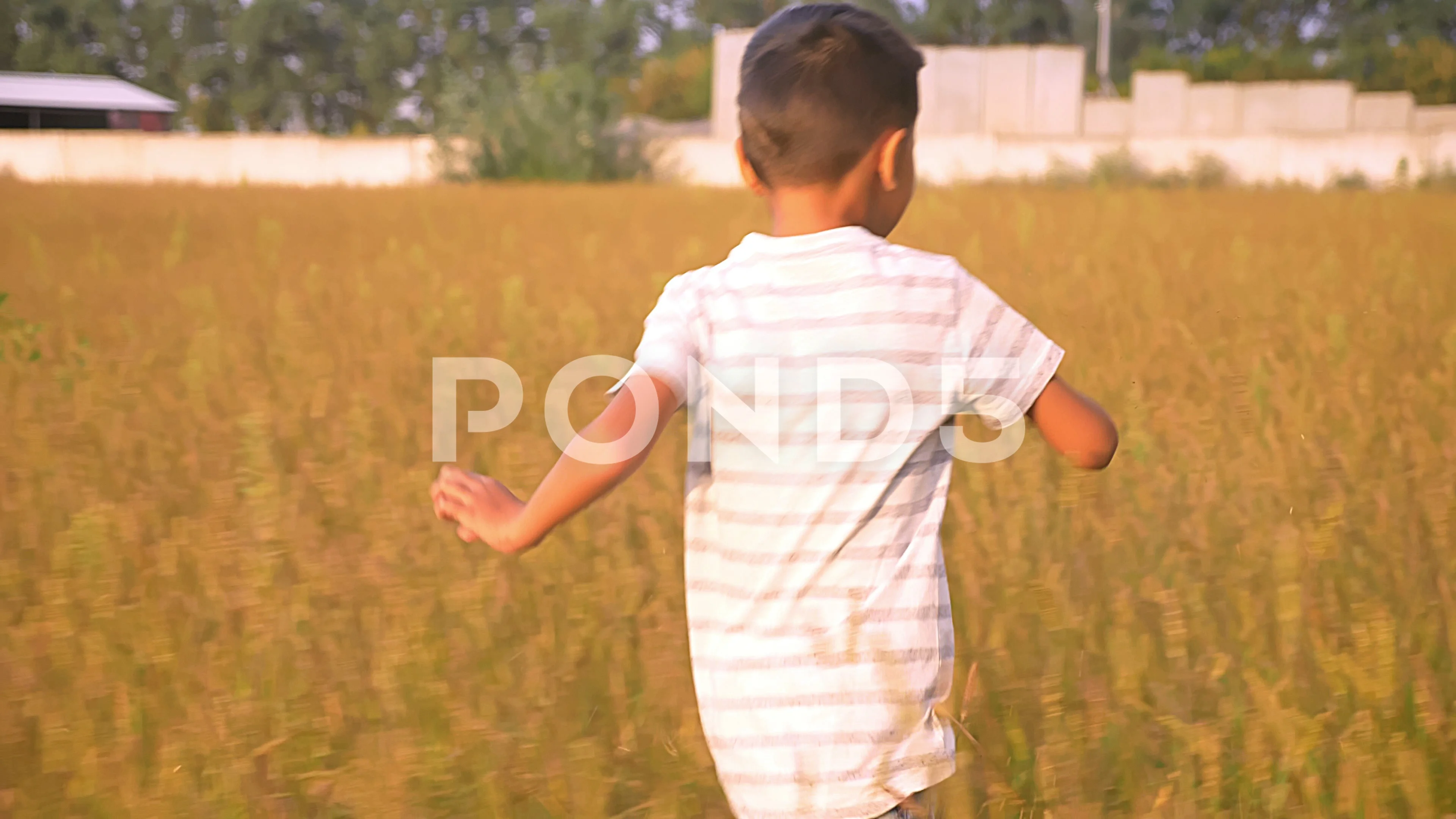 Cute little asian boy running happily through large wheat field in summer