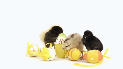 Cute little baby chickens with Easter eggs, white background Stock Footage 98598239