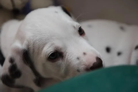 Cute, little baby Dalmatian puppy dog Stock Photos