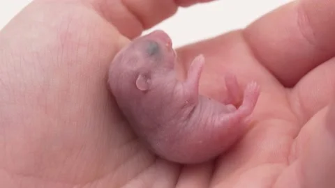 cute little bald newborn hamster in Stock Video Pond5