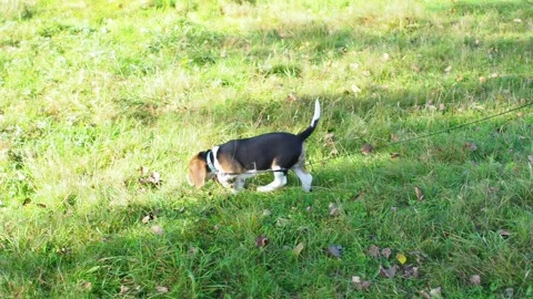 A cute little beagle walking joyfully in a sunny park setting Stock Footage 300496990