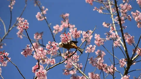 Cute little bird eating nectar of cherry blossom tree Stock Footage 38280238