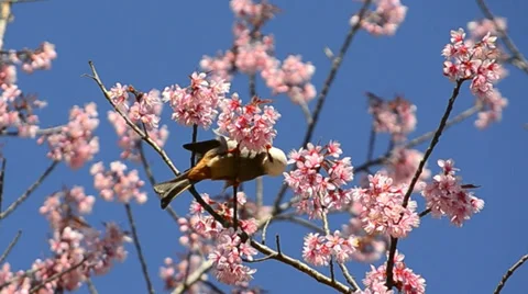 Cute little bird eating nectar of cherry blossom tree Stock Footage 38280437