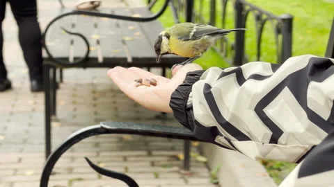 A cute little bird eats seeds from a person's hand in a park. Stock Footage 344971393