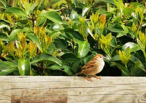 Cute little birds sparrows sitting on wooden fence under bushes and green leaves Stock Photos