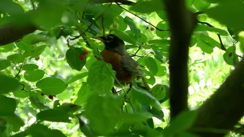 Cute little birdy in tree branches in Central Park, NY Stock Footage 77922445