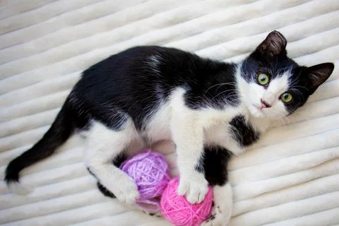 A cute little black and white kitten is playing on the bed on a white plaid.. Stock Photos