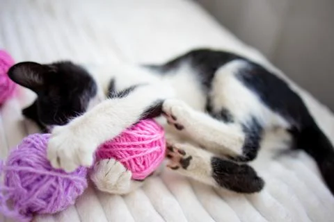 A cute little black and white kitten is playing on the bed on a white plaid.. Stock Photos