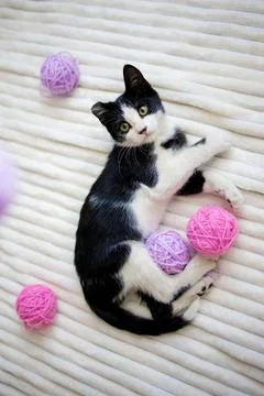 A cute little black and white kitten is playing on the bed on a white plaid.. Stock Photos