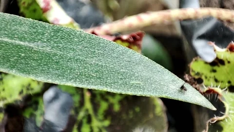 A cute little black beetle dancing on the leaves Stock Footage 158727433