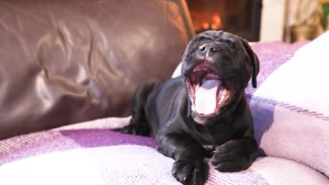 Cute little black Cane Corso puppy  against the backdrop of a burning fireplace Stock Footage 327873044