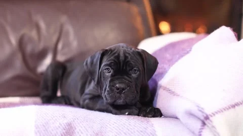 Cute little black Cane Corso puppy  against the backdrop of a burning fireplace Stock Footage 327873045