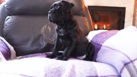 Cute little black Cane Corso puppy against the backdrop of a burning fireplace Stock Footage 327873047
