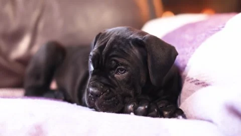 Cute little black Cane Corso puppy against the backdrop of a burning fireplace Stock Footage 327873059