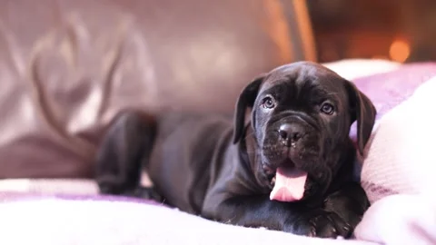 A cute little black Cane Corso puppy yawns sweetly Stock Footage 327873061