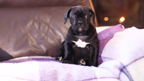 Cute little black Cane Corso puppy  against the backdrop of a burning fireplace Stock Footage 327873073