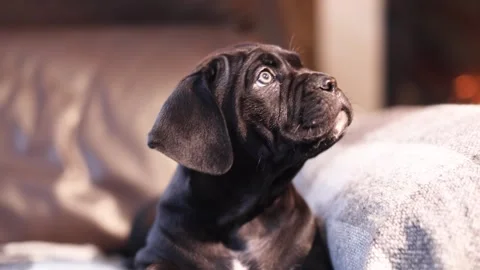 Cute little black Cane Corso puppy  against the backdrop of a burning fireplace Stock Footage 327873076