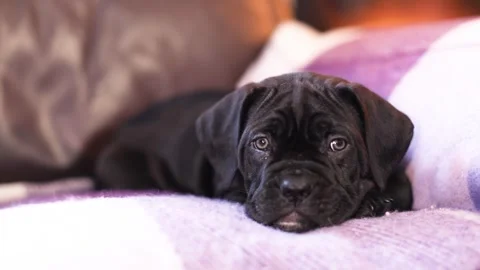 Cute little black Cane Corso puppy against the backdrop of a burning fireplace Stock Footage 327873079