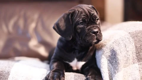Cute little black Cane Corso puppy on a checkered woolen blanket Stock Footage 327873083