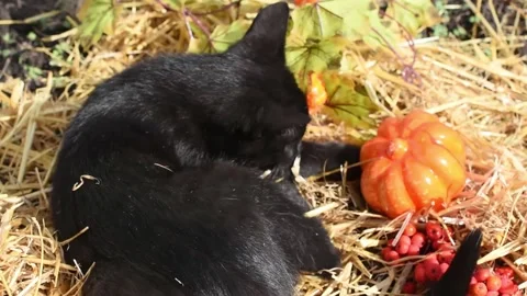 Cute little black kitten playing outside with pumpkins,halloween Stock Footage 212470842
