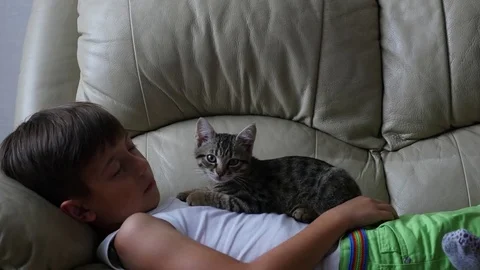 Cute little boy with cat on sofa Stock Footage 81551296