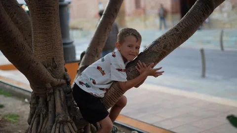 Cute Little Boy Climbing Large Tree Trunk in City Park Outdoors Stock Footage 340532419